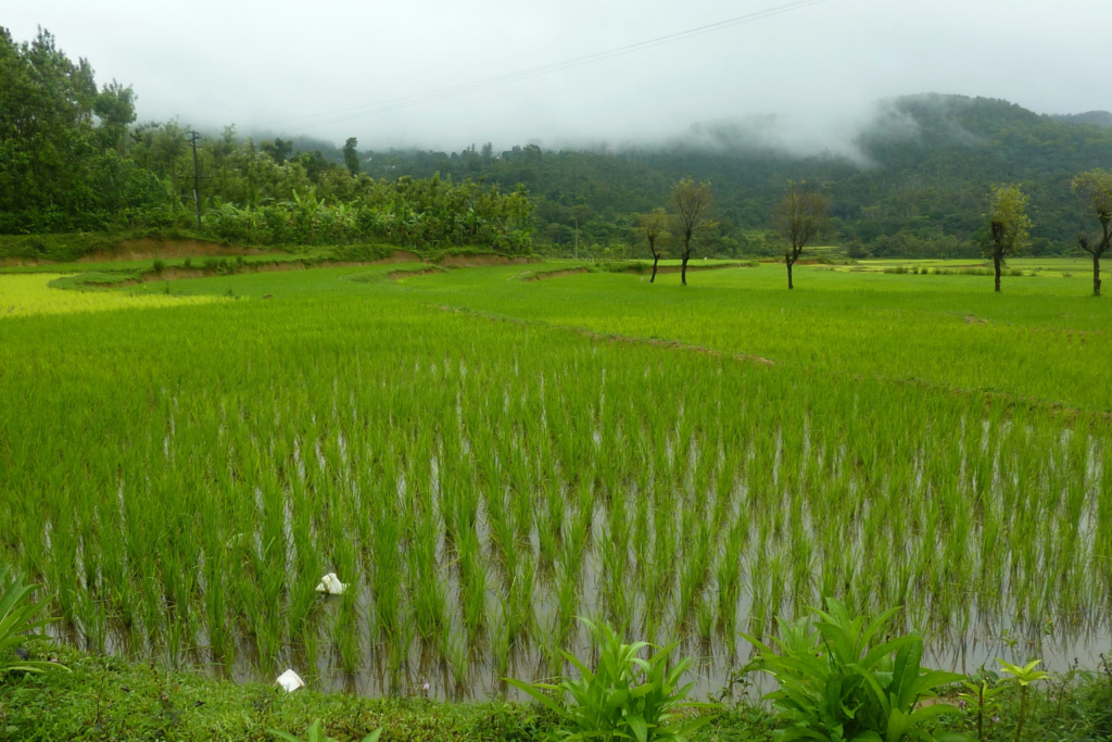 Sustainable Rice Export
