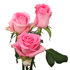 Pink Roses