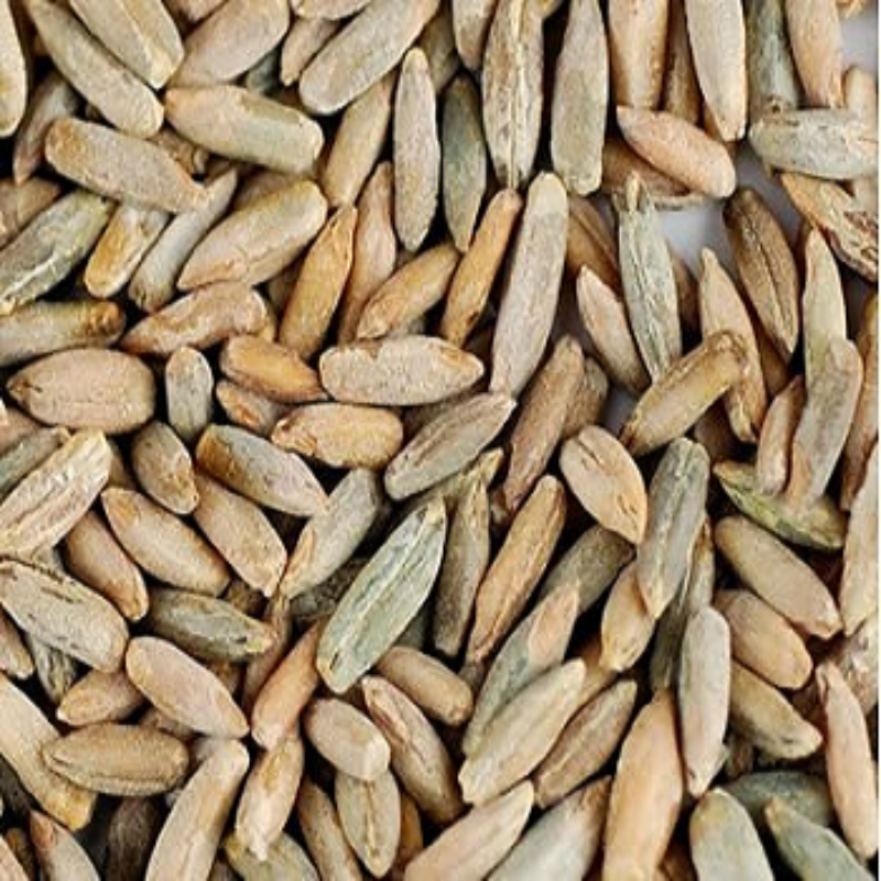 Rye Seed