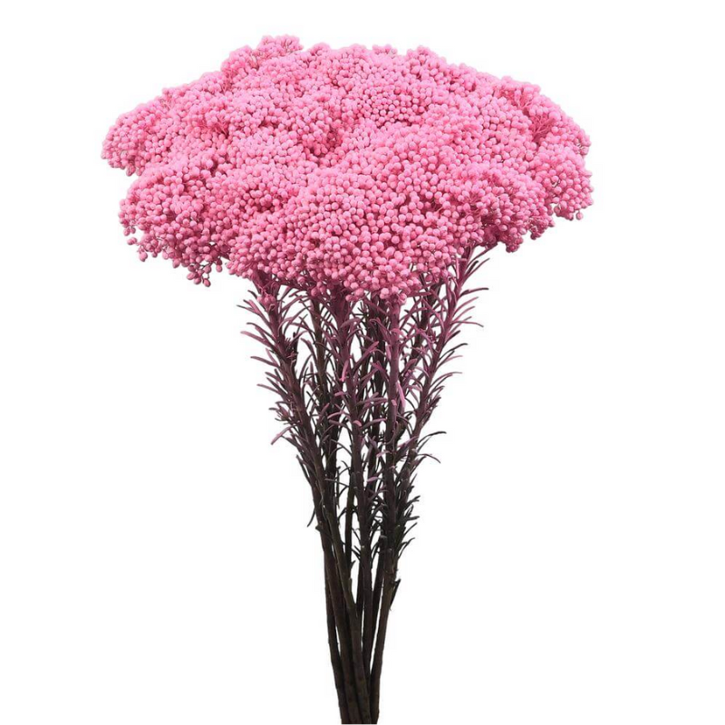 Rice Flowers (Pink)