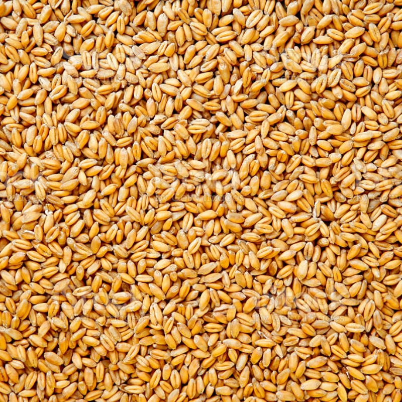 Wheat in Bulk