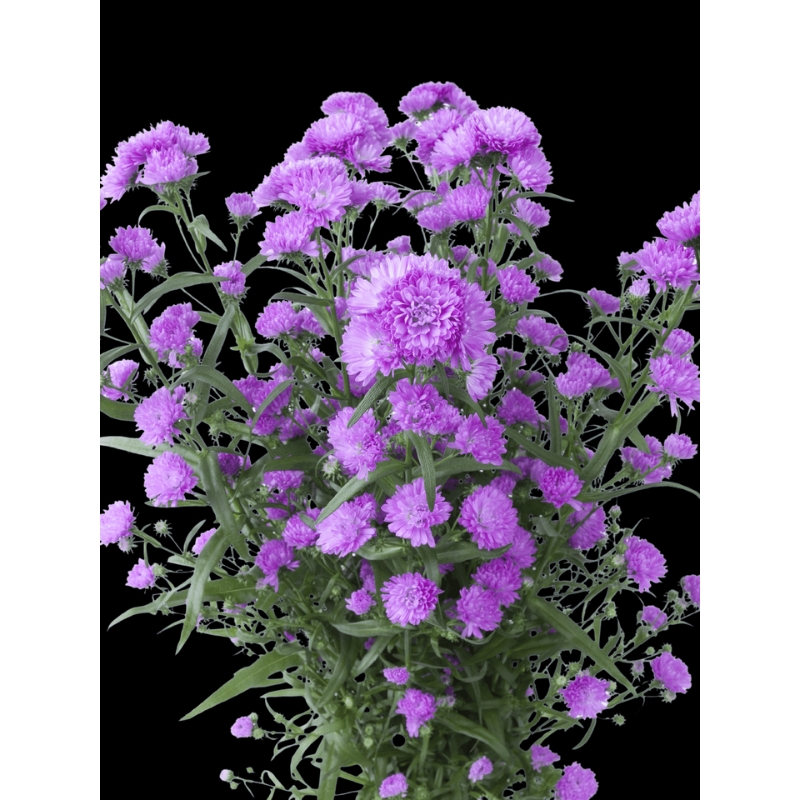 Pink Aster Elise®
