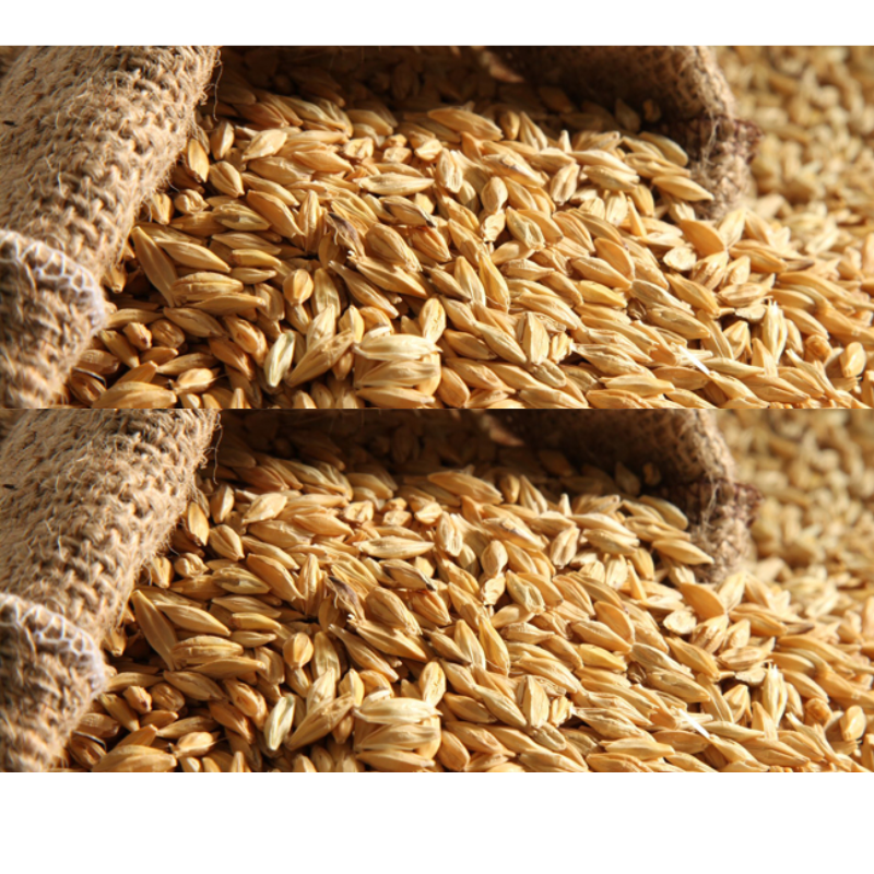 Barley in Bulk