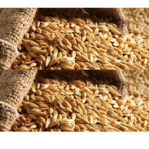 Barley in Bulk
