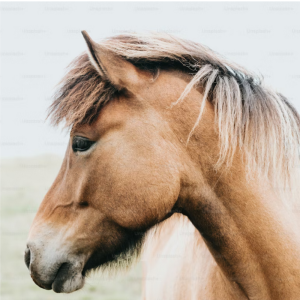 Equestrian Fabrics