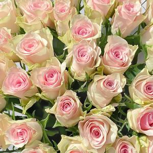 Pink Roses in Bulk - Athena