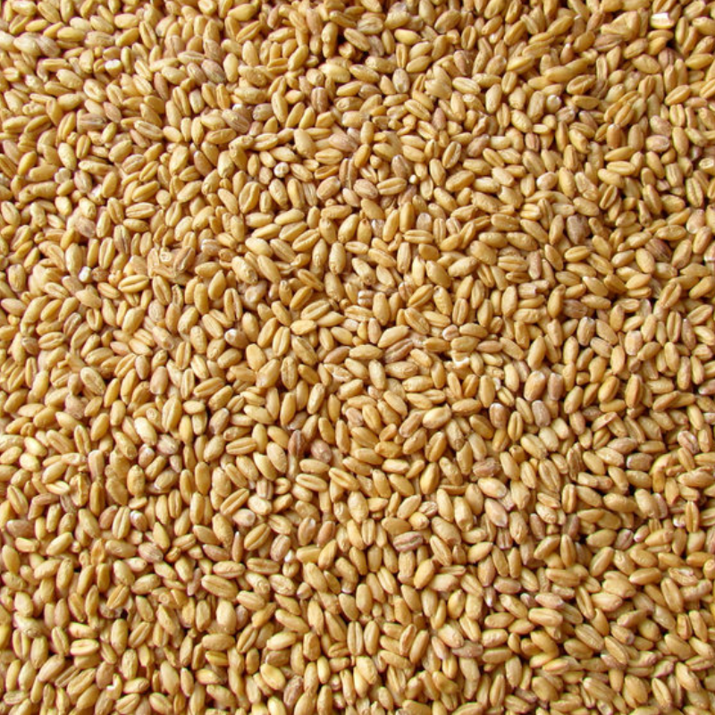 Wheat in Bulk
