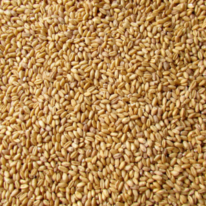 Wheat in Bulk