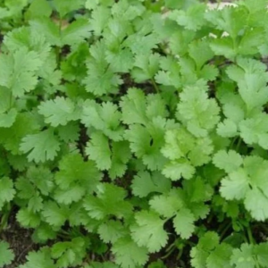 Cilantro Seeds