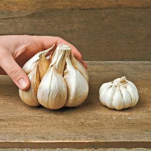 Giant Elephant Garlic Bulbs