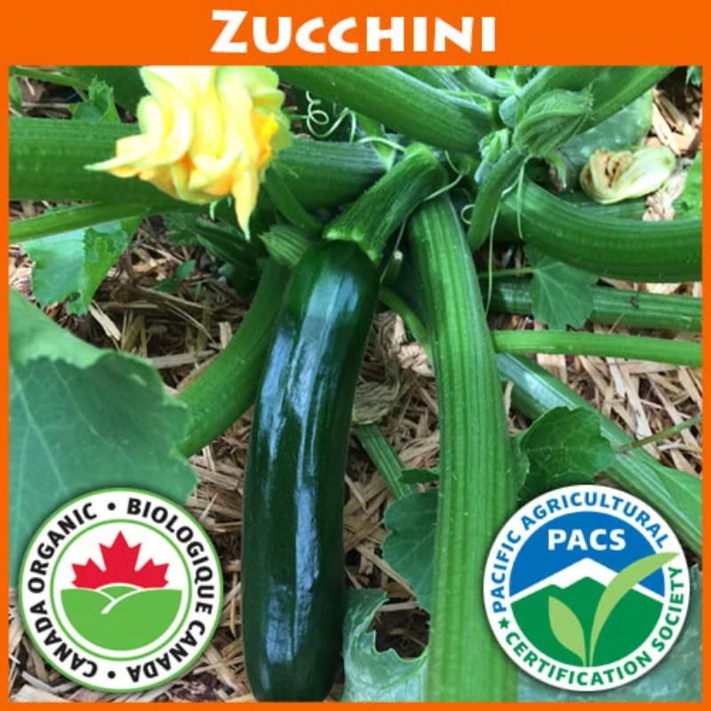 Dark Star Zucchini Seeds