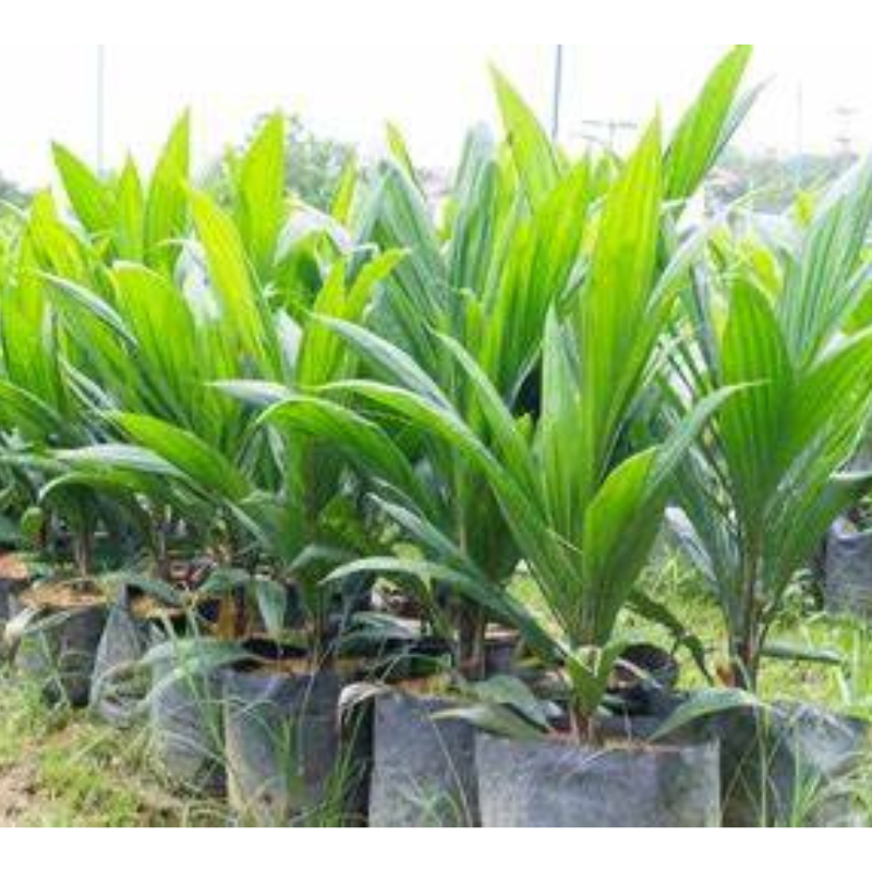 Oil Palm Saplings