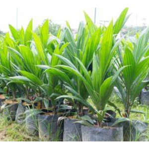 Oil Palm Saplings