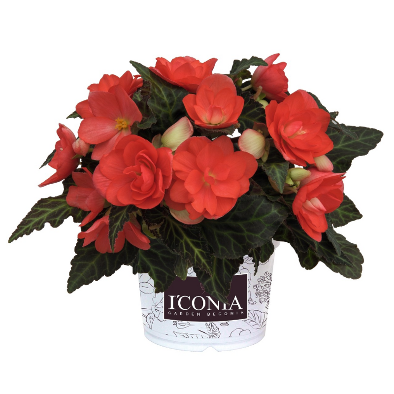 I'Conia Begonia Pot Plant