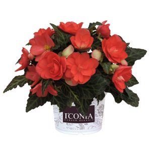 I'Conia Begonia Pot Plant