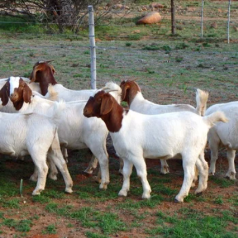 Boer Goats for Meat and Breeding