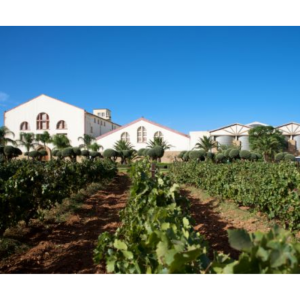 Moroccan Wines in Bulk