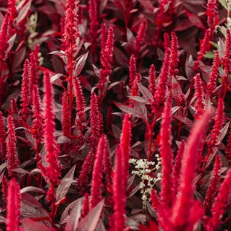 Hopi Red Dye Amaranth Seeds