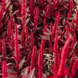 Hopi Red Dye Amaranth Seeds