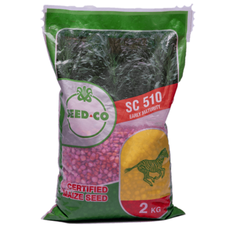 Yellow Maize Hybrid SC 510