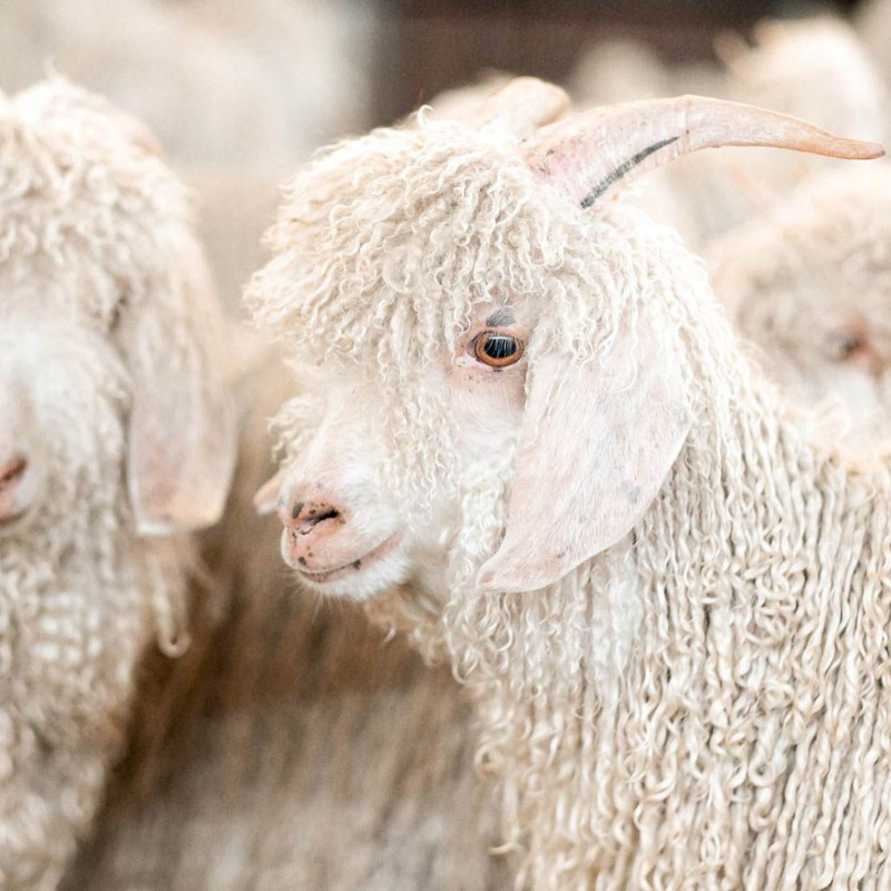Mohair 