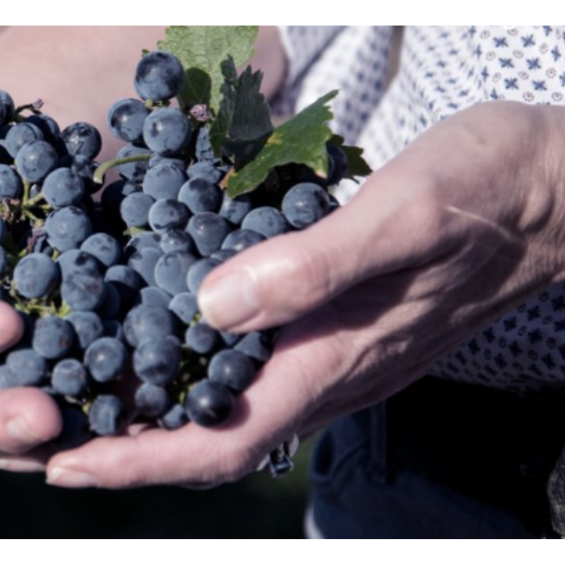 Premium Bulk Wine