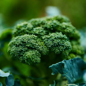 Broccoli Seed for Commercial Farmers