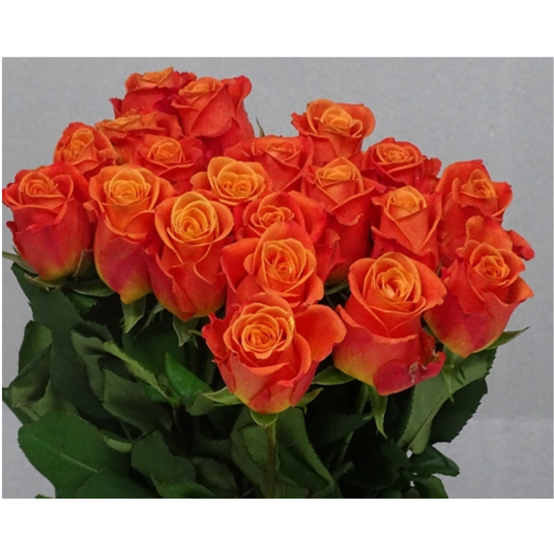 Orange Crush Roses