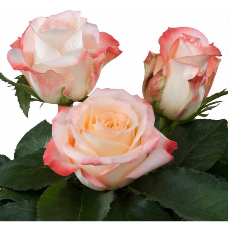 Cabaret Roses