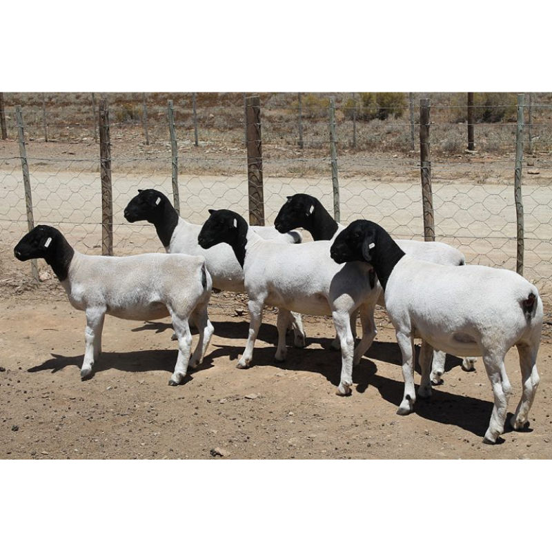 Dorper Sheep