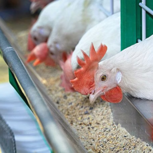 Animal Feed