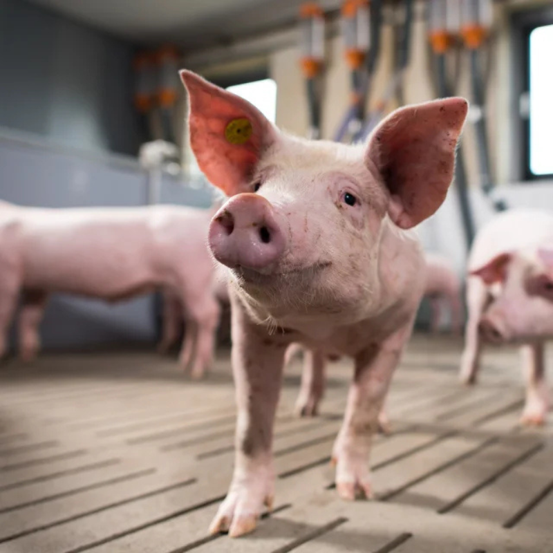 Piglets