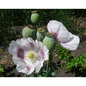 Poppy Seeds - Mary's