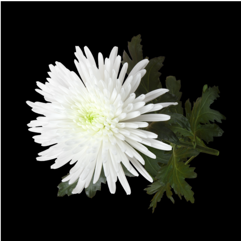Topspin Chrysanthemum
