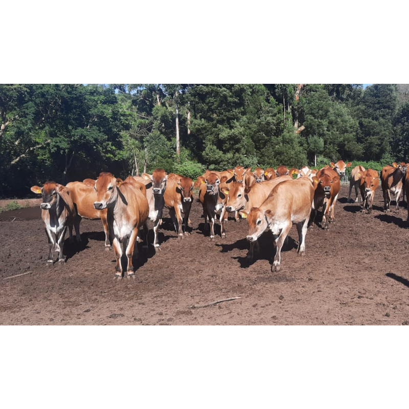 Jersey Cattle