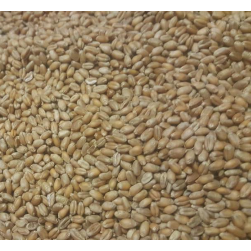 Wheat Bran