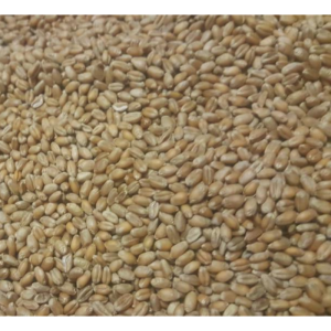 Wheat Bran