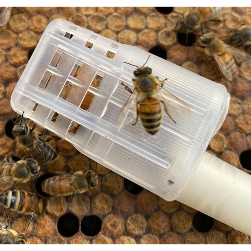 Carniolan Queen Bee