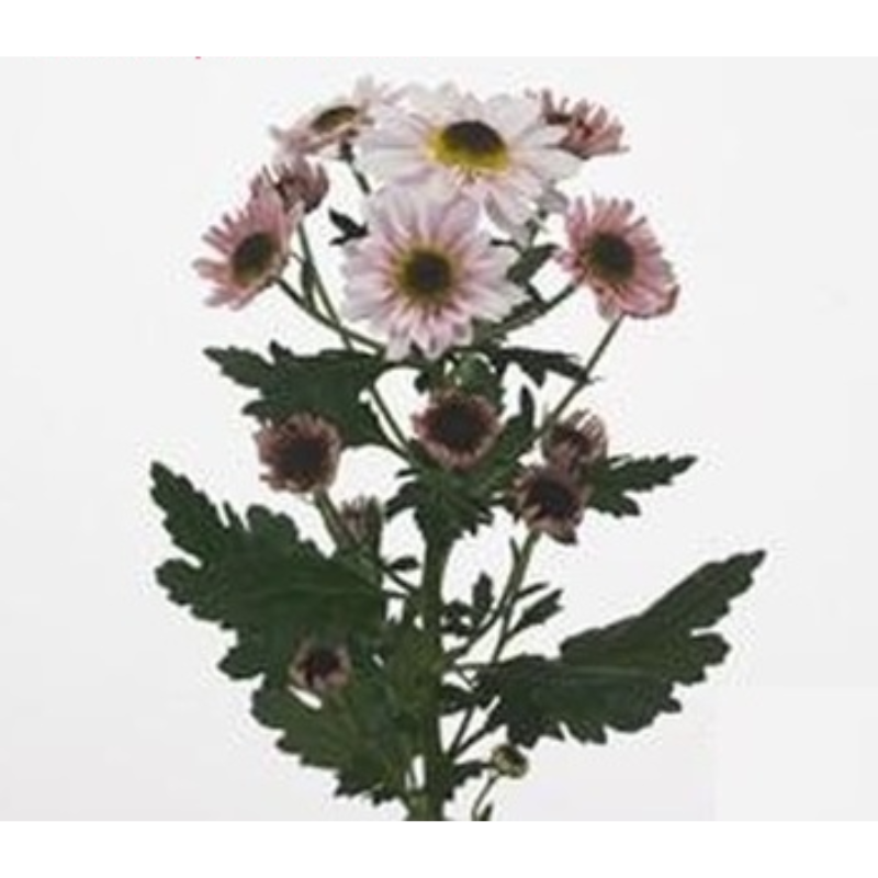 Chrysanthemum Black Eye Pink