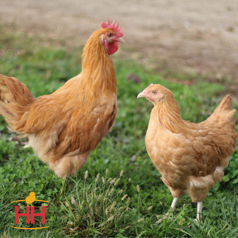 Buff Orpington Chickens