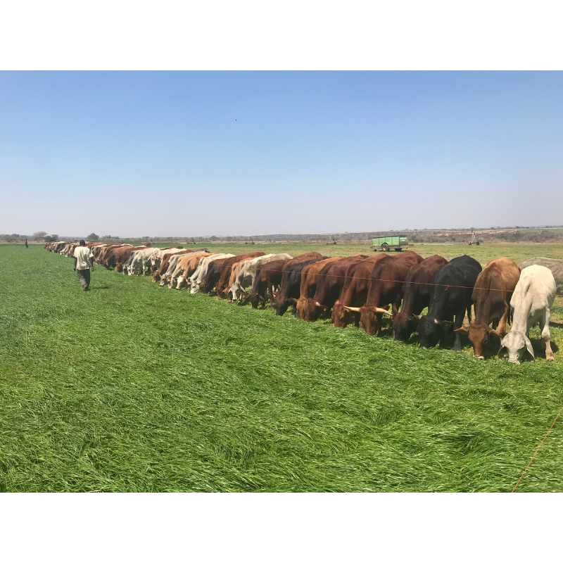 Grass Fed Cattle