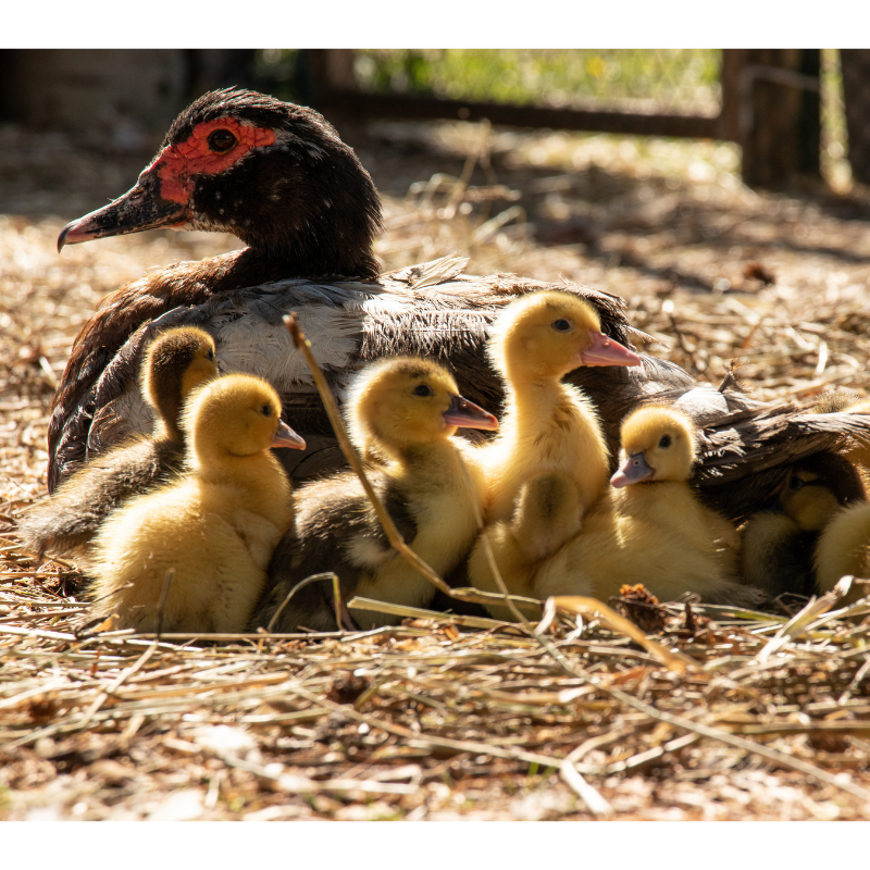 Muscovy Ducklings
