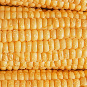 Non-GMO Yellow Maize