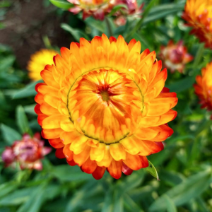 Firefly Strawflower Seeds