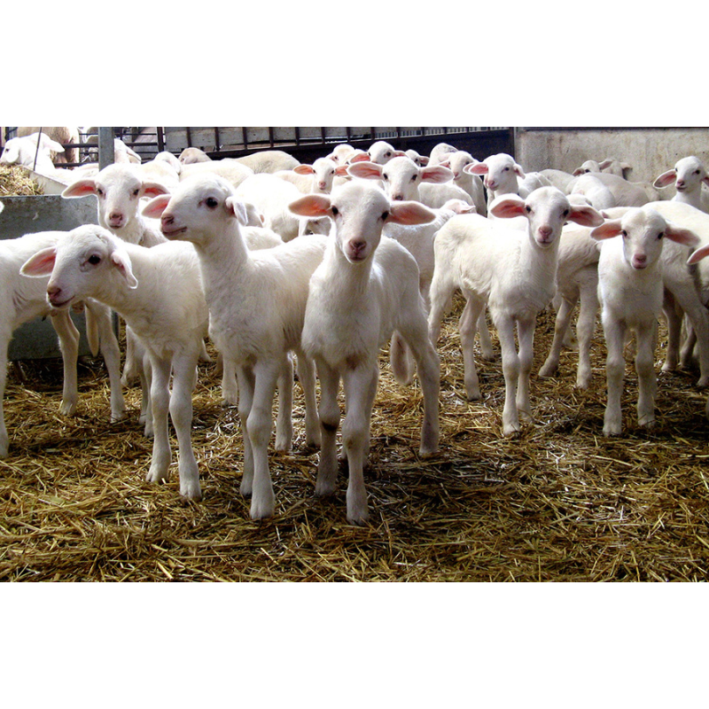 Lambs from Spain